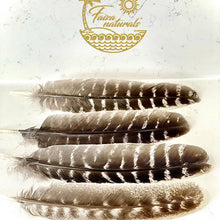 Load image into Gallery viewer, Naturally Fallen Turkey Feather