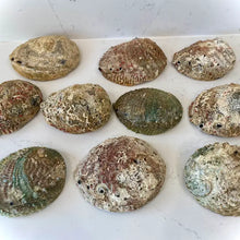 Load image into Gallery viewer, Abalone Shell Smudge Bowls (Medium)
