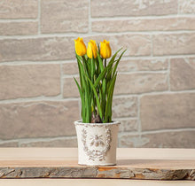 Load image into Gallery viewer, Small Emboss Bee in Crest Planter
