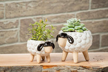 Load image into Gallery viewer, Sheep on Legs Planter
