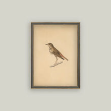 Load image into Gallery viewer, Bird Framed Antique Art
