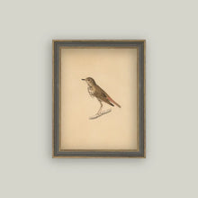 Load image into Gallery viewer, Bird Framed Antique Art
