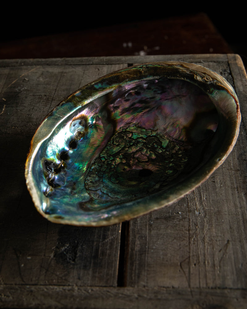 Abalone Shell Smudge Bowls (Large)